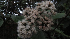 Ageratina tinifolia