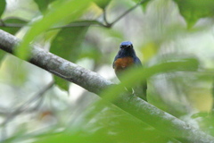 Cyornis rubeculoides