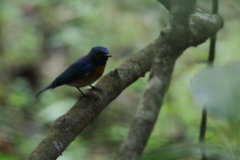 Cyornis rubeculoides