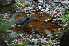 Cyornis rubeculoides