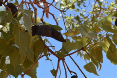 Brachychiton diversifolius