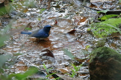 Cyornis rubeculoides