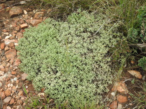 Image of Helichrysum caespititium by (c) Matthew Fainman, some rights reserved (CC BY)