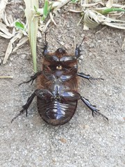 Archophileurus