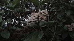 Ageratina tinifolia
