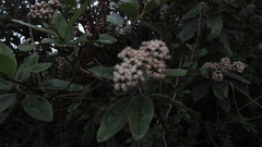 Ageratina tinifolia