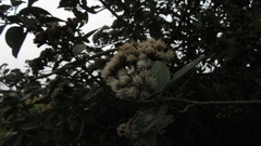 Ageratina tinifolia