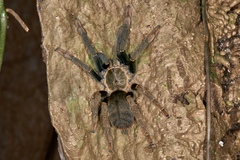 Encyocratella olivacea