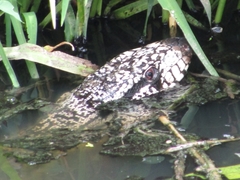 Salvator merianae merianae