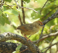 Cisticola aberrans