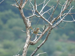 Cisticola aberrans