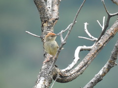 Cisticola aberrans