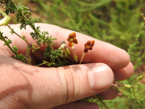 Image of Jamesbrittenia burkeana by (c) Matthew Fainman, some rights reserved (CC BY)