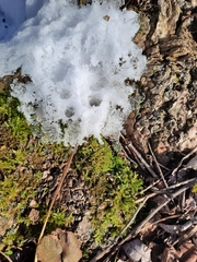 Eurhynchiastrum pulchellum