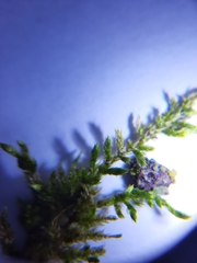 Eurhynchiastrum pulchellum