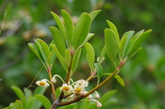 Ternstroemia gymnanthera