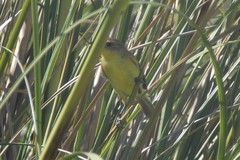 Pseudocolopteryx flaviventris