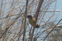 Pseudocolopteryx flaviventris