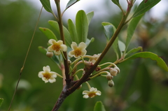 Ternstroemia gymnanthera