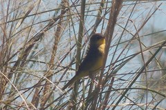 Pseudocolopteryx flaviventris