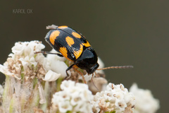 Cryptocephalus anticus