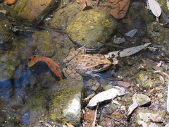Lithobates spectabilis