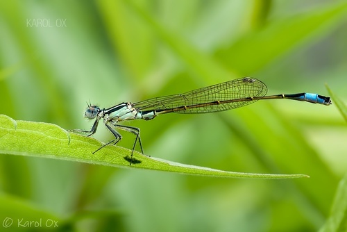 šidielko väčšie (Ischnura elegans)