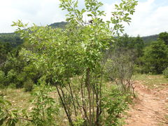 Heteromorpha arborescens abyssinica