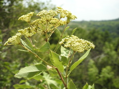 Heteromorpha arborescens abyssinica