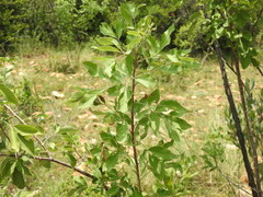 Heteromorpha arborescens abyssinica
