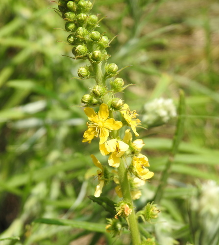Agrimonia bracteata (Agrimonia bracteata)
