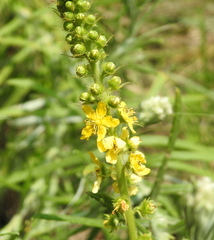 Agrimonia bracteata