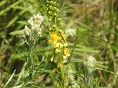Agrimonia bracteata