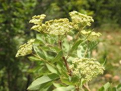 Heteromorpha arborescens abyssinica