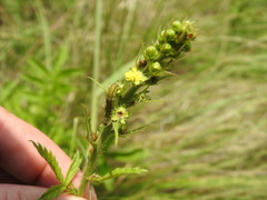 Agrimonia bracteata