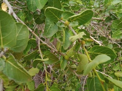 Ficus aculeata
