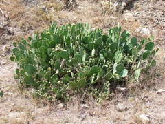 Opuntia anahuacensis