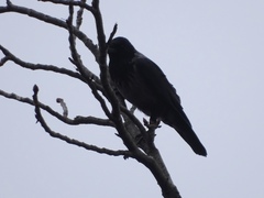 Corvus cornix