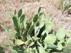Opuntia anahuacensis