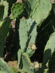 Opuntia anahuacensis