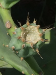 Opuntia anahuacensis