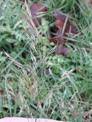 Trisetum flavescens