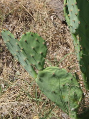 Opuntia anahuacensis