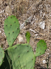 Opuntia anahuacensis