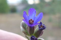 Anchusa procera