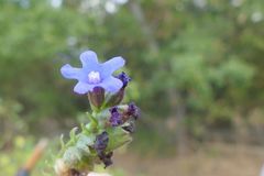 Anchusa procera