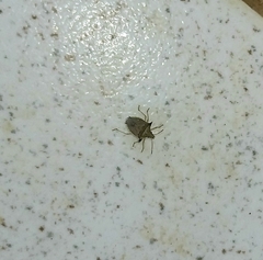 Diceraeus