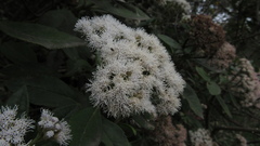 Ageratina tinifolia