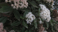 Ageratina tinifolia