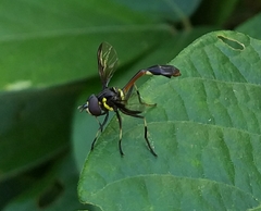 Salpingogaster nigra